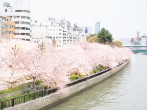 大川桜